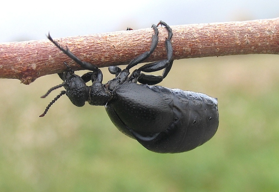 ID 2 - Meloe tuccius ssp. corrosus